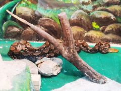 -上海大自然野生昆虫馆(东方明珠·爬宠昆虫探索中心)