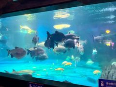 -烟台海昌鲸鲨海洋公园