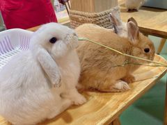 -藦茜花园宠物主题亲子互动体验馆(国顺东路店)