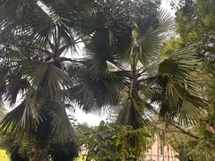 -中国科学院西双版纳热带植物园
