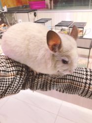 -Moni星球萌宠·小马宝莉·灵蛇·高端高阶全萌宠互动体验俱乐部(红豆国际广场店)