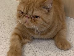 -飞行喵MR PILOT|猫舍·猫咖(静安大融城店)