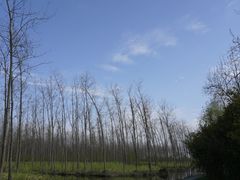 -合肥滨湖国家森林公园