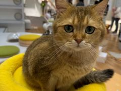 -COLOR PETS 撸猫馆·购猫·猫咖(长风大悦城店)
