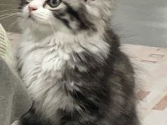 -萌兽医馆·宠物医院·猫骨科(创景店)