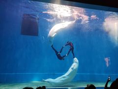 -芜湖新华联大白鲸海洋公园