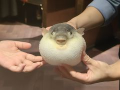 -肆月河豚·淮扬菜·湘菜(华天店)