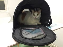 -伟伟宠物医院·CT影像中心·瑞派犬猫综合性门诊(汉口总院)
