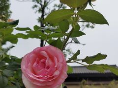 -诗经里