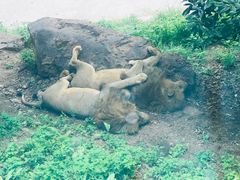 -大连森林动物园