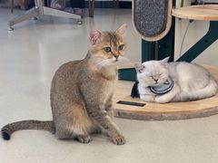 -共舞时光猫咖·狗咖(新街口店)