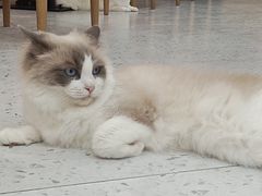 -喵园·猫主题咖啡厅·撸猫·猫咖(国贸店)