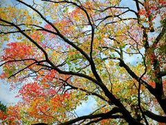 -昆山城市生态森林公园