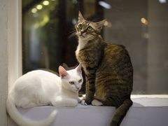 -Heymao猫咖.咖啡厅(东门店)