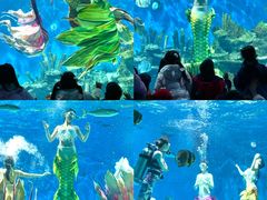 -海合安武汉极地海洋公园
