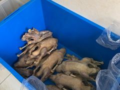 -正宗忘不了老鹅(梅岭店)