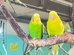 -上海大自然野生昆虫馆