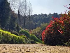 -铁山坪森林公园