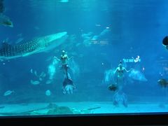 -烟台海昌鲸鲨海洋公园