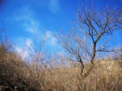 -北京鹫峰国家森林公园