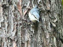 -五营红松林海景区