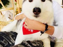 -Husky Go! 哈士奇体验馆·宠物咖啡厅狗咖