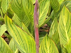 -白塘生态植物园