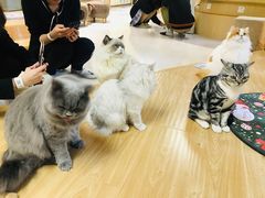 -猫和宫(六道口店)