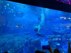 -迪拜水族馆及水下动物园
