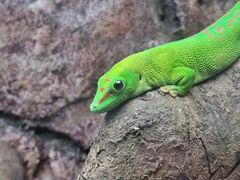 -麗枫酒店(广州汉溪长隆站野生动物园景区店)