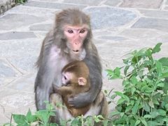 -黔灵山公园