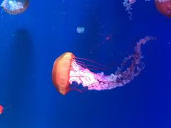 -青岛海底世界-水族馆