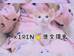 -十年猫舍·猫咪专门店(普陀店)