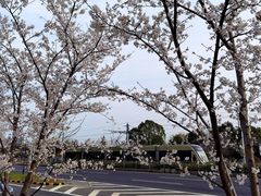 -西京湾花海