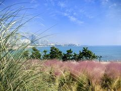 -小麦岛公园