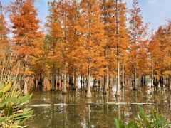 -白鹭湾湿地公园