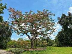 -中国科学院西双版纳热带植物园