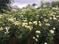 -人民公园(罗湖区)