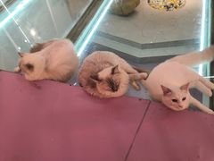 -极木²邸 人与宠物·互动社区