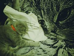 -猫色咖啡·猫咖