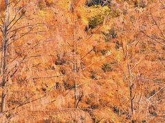 -番禺大夫山森林公园