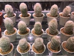 -KKV(深圳宏发大仟里店)