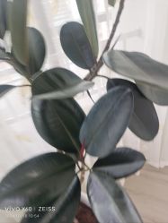 -HEYAN荷妍专业脱毛连锁机构