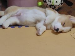 -艾贝尔宠物医院 ·中兽医·宠保定点(北门桥店)