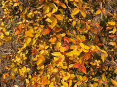 -昆山城市生态森林公园