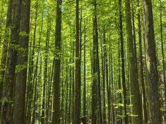 -山王坪喀斯特国家生态公园