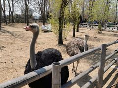 -大连森林动物园