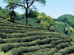 -十八棵（老龙井）御茶园(老龙井店)