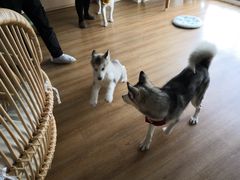 -Husky Go! 哈士奇体验馆·宠物咖啡厅狗咖