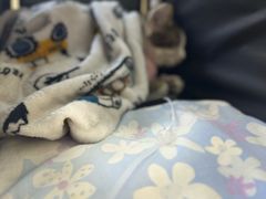 -达爱动物医院·犬猫分区·CT·复杂眼科(远洋山水分院)